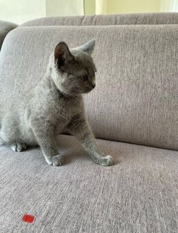 BKH Kitten Katzen - Waldbröl