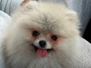 Zwergspitz Pomeranian - Fulda Zentrum