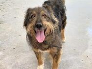 Linda Wuschel sucht Sie Alb - Ludwigshafen (Rhein)