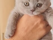 BKH Kitten Abgabebereit - Blaufelden