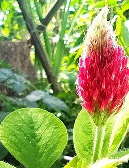 Samen INKARNATKLEE (Trifolium incarnatum) Naturgarten - Stuttgart