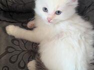 Zwei ragdoll Mädels - Rhauderfehn