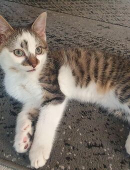 Katzenbaby 12 Wochen alt - Straußfurt