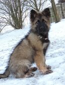 Deutscher Schäferhundwelpe Langstockhaar Rüde gerader Rücken m.P. in 07819