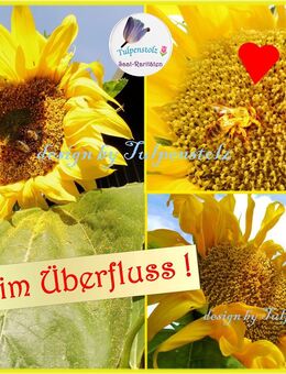 ♥ Alte Nektar Sonnenblume Saratowskie 82,Bienenschutz, Honig, Bienenweide Tulpenstolz ,Imker,Rarität,Permalkultur - Hamburg