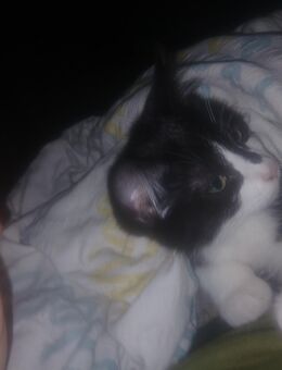 ✨ Zuckersüßer Racker sucht ein Zuhause! ✨ - Horn-Bad Meinberg Bad Meinberg