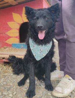 Lolek 💗 verspielt, verschmust + treu! - Hamburg