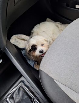 Süßer Shih Tzu Mix sucht liebevolles Zuhause - Gelsenkirchen
