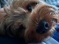 Yorkshire Terrier 3 Jahre Eddi in 57072