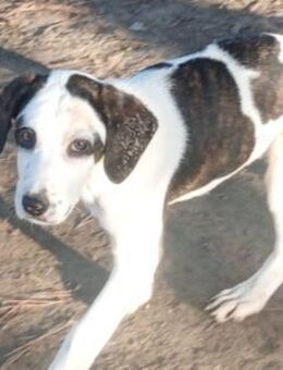 HECTOR - fröhlicher Welpe sucht Heim - Aerzen