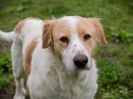 Sanfte Lena sucht ihr Glück 🍀🐶 - Laufen