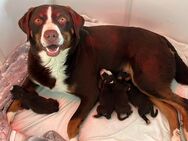 Wurf: Abgabe ab dem 11.09.2025 - reinrassige Appenzeller Sennenhunde - Bodenwerder (Münchhausenstadt) Zentrum