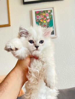 BLH hübsches Kitten - Berlin
