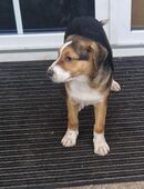 Mischlings welben in 42653