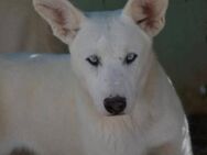 Blas ist ein lieber Hund - Donaueschingen