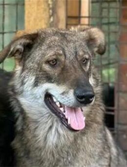 Fria Pflegestelle oder Zuhause gesucht - Oberwies