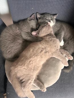 Reinrassige BKH-Kitten mit Chinchilla Fell (männlich) - Wiesbaden