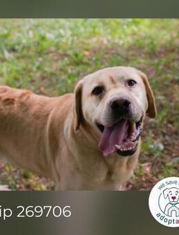 Chip 269706: Sucht ein Zuhause - Kirchzell