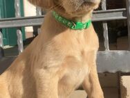 Labradoodle F1 - Hofbieber