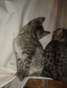 Maincoon-russischblau Hauskatze Mix, ein Katerchen und ein Kätzchen - Hamburg