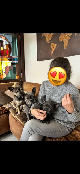 Sportlicher Franz Bulldoggen Welpe