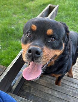 Absolut lieber Rottweiler Junge Rüde sucht dringend ein Zuhause - Ueckermünde