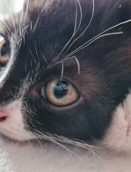 Katze 12 wochen - Düren