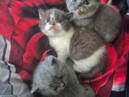 BKH Kitten - Herne