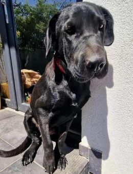 Annabelle - liebe Doggen-Mix-Hündin - Koblenz