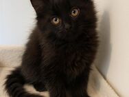 BKH BLH Smokey kater kitten - Duisburg