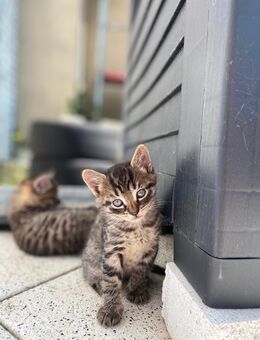 🐾 Süße Babykatzen suchen ein liebevolles Zuhause 🐾 - Bielefeld