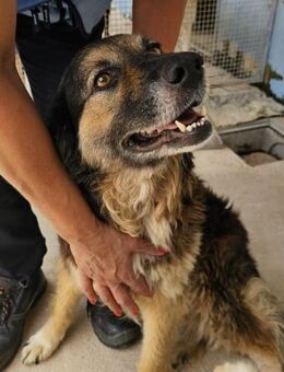 Regina im städtischen Canile - Bad Vilbel