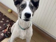 Shiro, ein idealer Familienhund - Dittelbrunn
