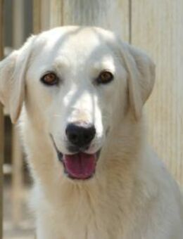 Cimina möchte Tierheim verlassen - Neuss