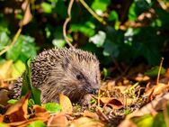 Suche Sie für prickelnde Affäre - Heidelberg