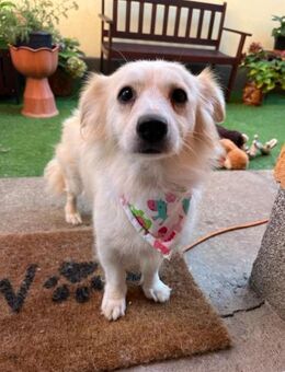 💕 Ashley sucht ein liebevolles Zuhause - Kassel