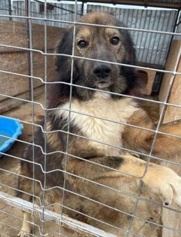 Hübscher Rüde TAAVI sucht sein Zuhause - Neuberg