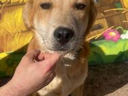Flash sucht ein Zuhause - Olfen