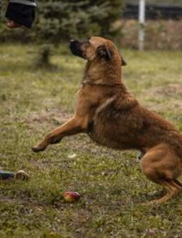 ARCHIE - aktiv verspielt und neugierig - Overath