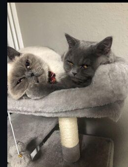 2 süße BKH Katzen - Peine