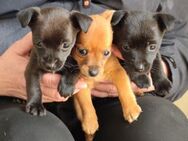 3 süsse Hundebabys! - Althütte