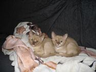 Kitten - Metzingen