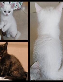 Kitten, Kätzchen, Persermix - Osterhofen
