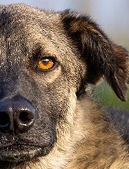 Stopp bitte seht mich endlich!Kenny 48cm - Beltheim