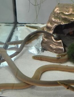 Flösselaale - Hohenroth