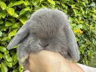Süße Mini Lop Minilop Kaninchen Hasen suchen Familie - Kleve (Nordrhein-Westfalen)