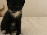 Katze schwarz weiß - Krefeld Zentrum