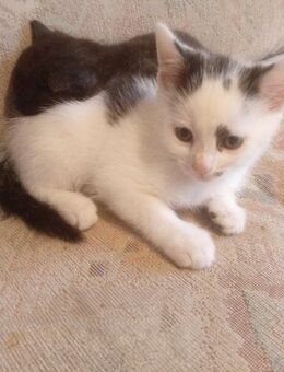 Katzenbaby Katzenkind Kleine Katze - Stolpen
