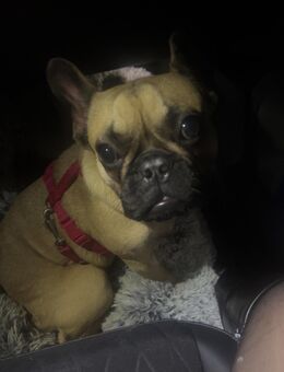 Bulldogge - Dittelsheim-Heßloch
