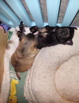 3 Pom-Chi-Babys suchen ab Mitte Januar ein eigenes Zuhause - Apolda